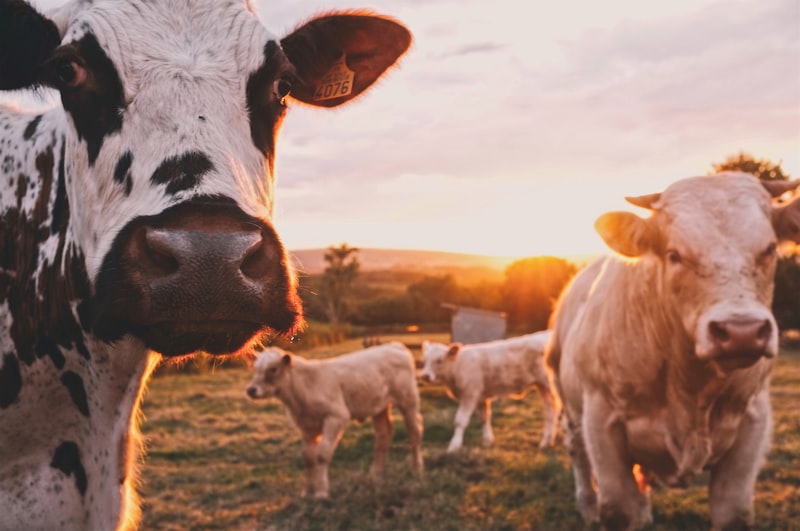 Dairy & Animal Husbandry